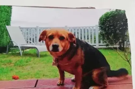 Chien croisé beagle perdu à Quéven - photo