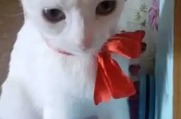 Gato Blanco Perdido en Sector el Beato