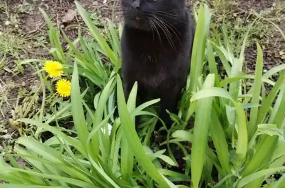 Animaux perdus , photo: Chat noir perdu, pucé, sociable, Villeneuve