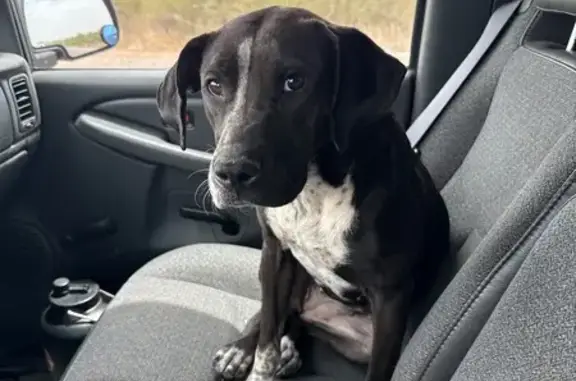 Found Dog on East Cattle Call...