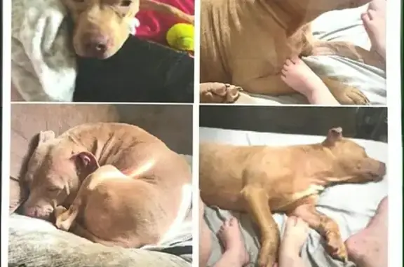 Lost Friendly Dog: Light Brown in Columbus