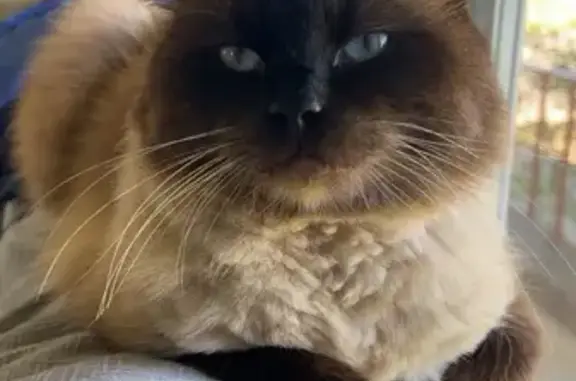Lost: Gentle Ragdoll Cat in Liverpool