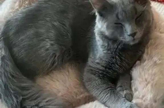 Lost Grey Cat with Fluffy Tail in Secaucus