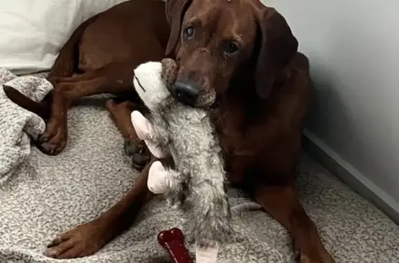 Lost Sweet Redbone Coonhound in Morrisville