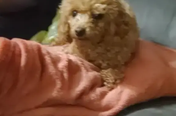 Lost Brown Dog: Answers to Kitty or Sadie