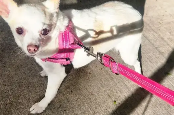 Lost Dog Alert: 56th St, NY