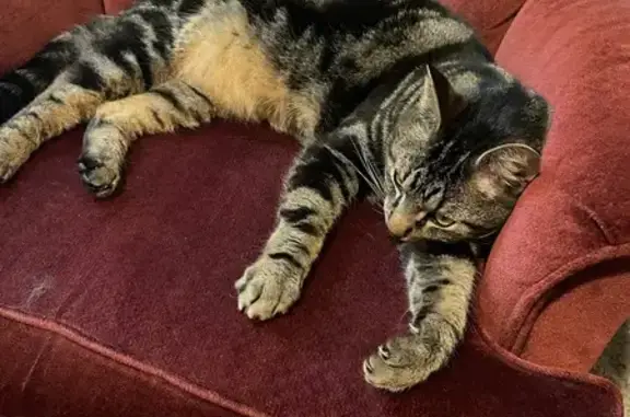 Lost Tabby Cat: Black & Beige in Youngsville