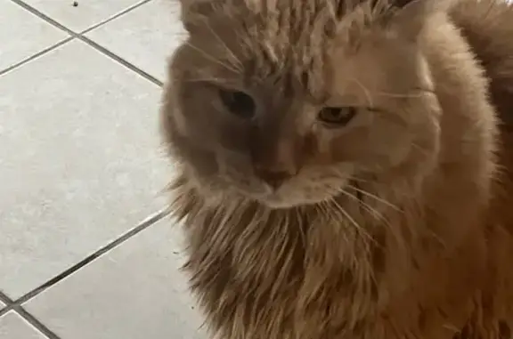 Lost Fluffy Orange Cat on Main St, SB