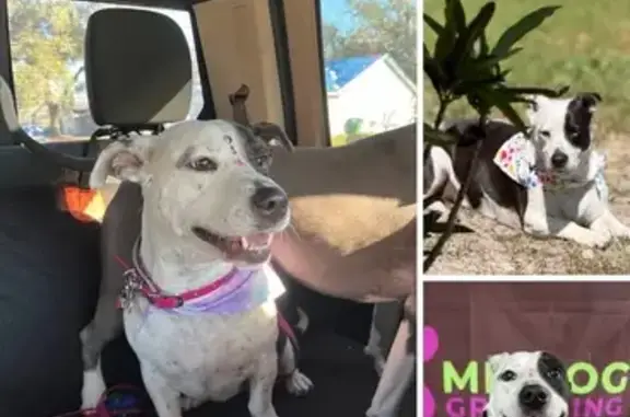Lost Dog: Black & White Female, Orlando