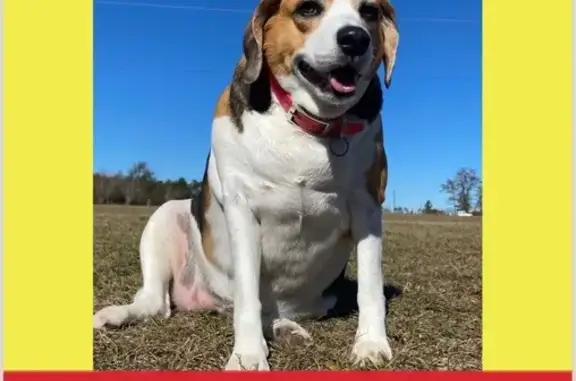 Lost Beagle: Help Find Looney in Panama City!