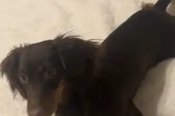 Lost Mini Dachshund on W 60th, Chicago