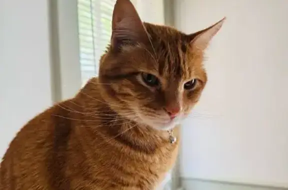 Lost Orange Cat on South Main St