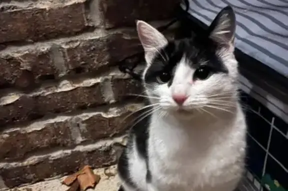Lost Cat: Small Head, Fat Belly - Help!