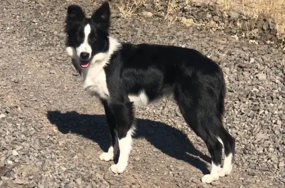 Lost Border Collie on Superior St, 921
