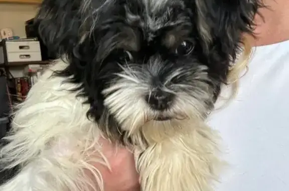 Found Dog: Black & White, Tan...