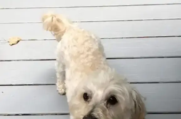 Lost Beige Dog Near Eileen Drive, Mahwah