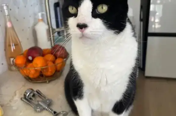 Lost Tuxedo Cat with Extra Toes in Dix Hills