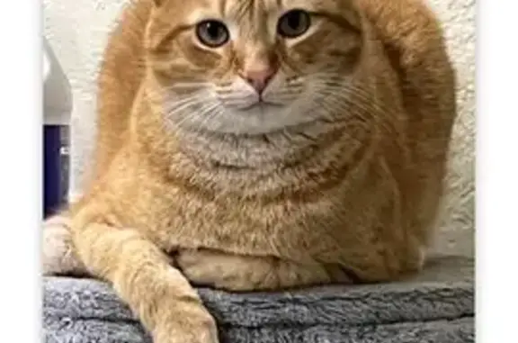 Lost Orange Cat 'Prince' in Winter Springs