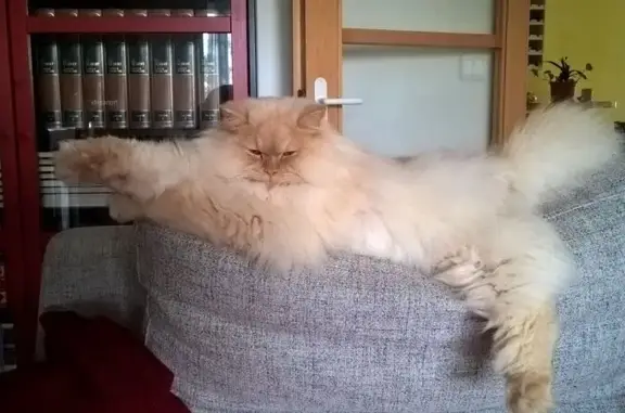 Animaux perdus Meilhan-sur-Garonne, photo: Chat blanc perdu, Selkirk, Meilhan-sur-Garonne