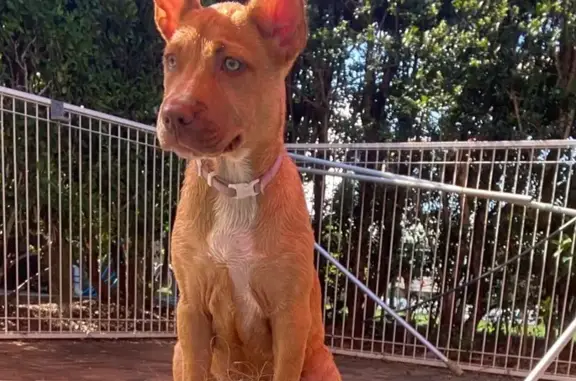 Lost Dog: Pink Collar, Big Ear...
