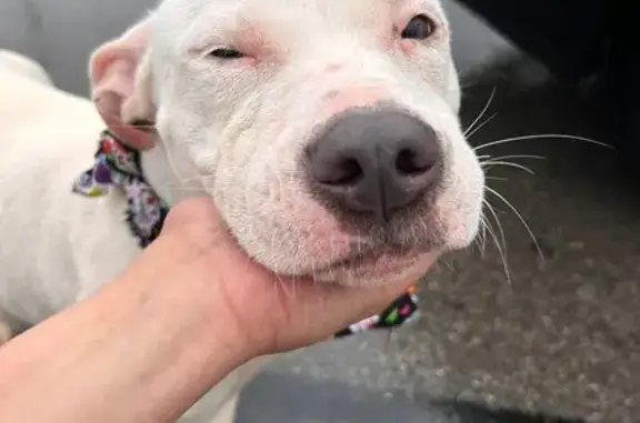 Found Dog: Grey-Eared Pup on M...