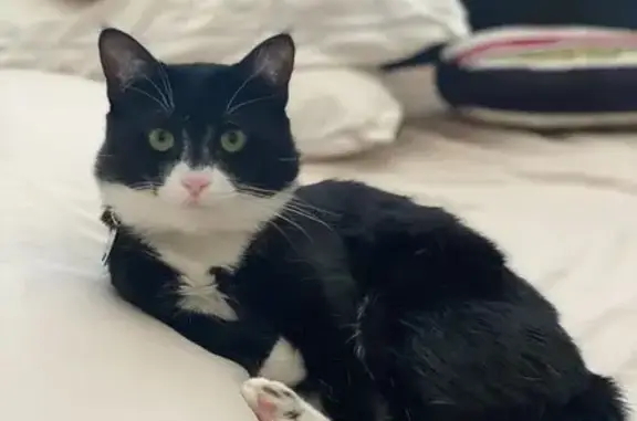 Lost Tuxedo Cat Zion: Help Us Find Him!