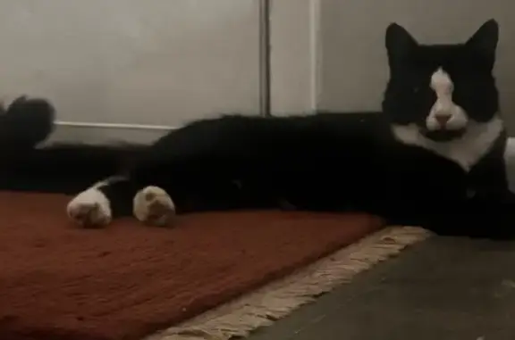Friendly Fluffy Cat Found in A...