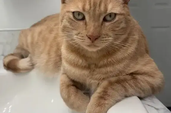 Friendly Lost Cat in Tooele - Help Find Him