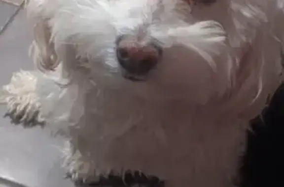 Lost White Frespuder on 48th Avenue