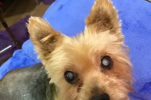 Lost 3-Legged Yorkie in Chattanooga