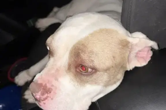 Found: Sweet Tan & White Pit B...