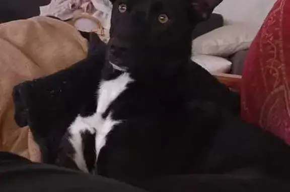 Perro Perdido en Sabadell: Oreo Desaparecido