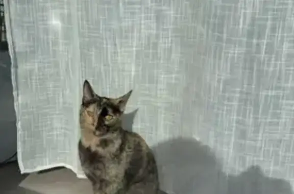 Chat perdu, Magland, photo: Petite chatte écaille perdue à Magland