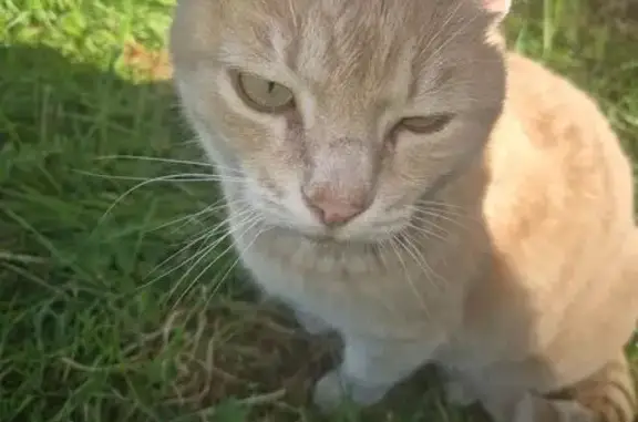 Animaux trouvés Saint-Avold, photo: Chat roux sociable trouvé à Saint-Avold