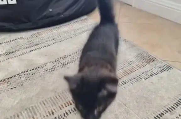 Found Black Kitten: Lower Athe...