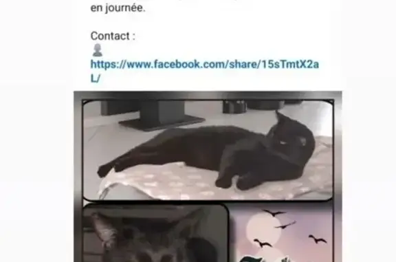 Chat noir perdu, yeux dorés, oreilles coupées - photo