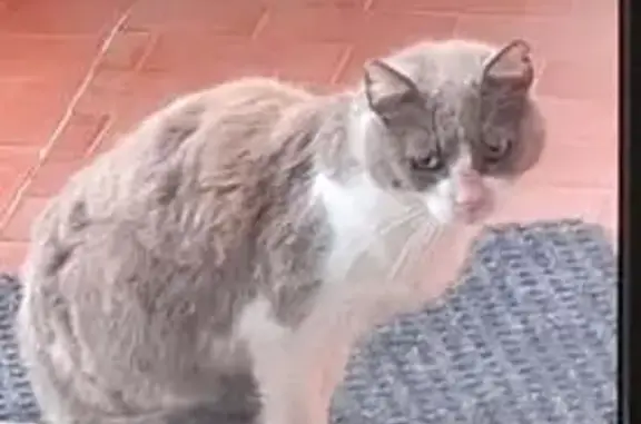 Chat trouvé Beausoleil, photo: Chat gris-blanc aperçu Chemin de la Turbie