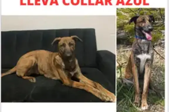 Perro Perdido en Collado Villalba: Mestizo