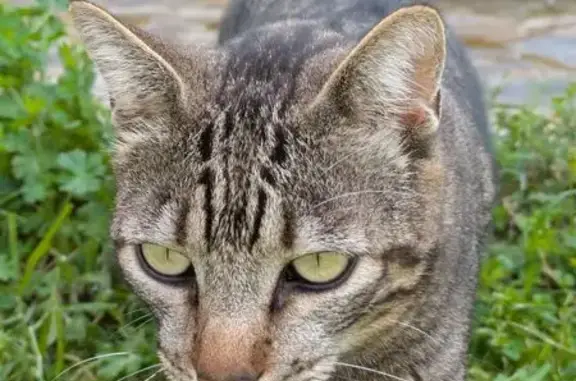 Buscamos gato macho perdido en Arenys de Munt
