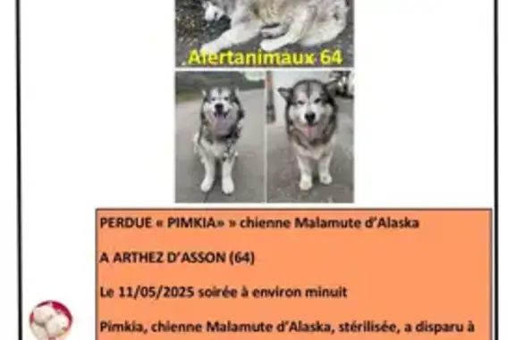 Chien perdu , photo : Chien malamute Pimkia perdu à Arthez-d'Asson