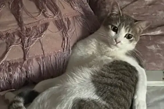 Gato Perdido en Paiporta: Carrer Florida 45