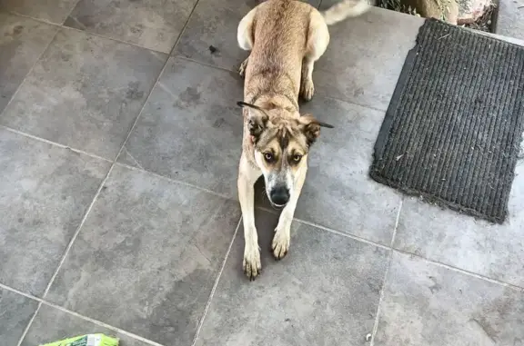 Lost: Timid Orange Dog, Pink C...