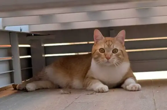 Gato Perdido en Gran Alacant: Ragnar, Naranja y Blanco