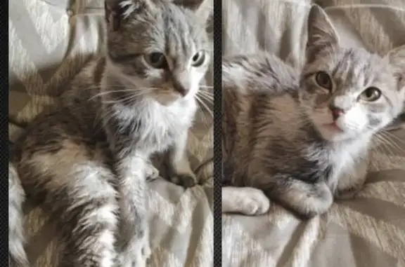 Animaux trouvés , photo: Chaton tigré gris trouvé à Mohon