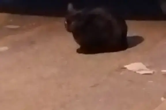 Chat trouvé Carpentras, photo: Chat noir avec collier blanc à Carpentras