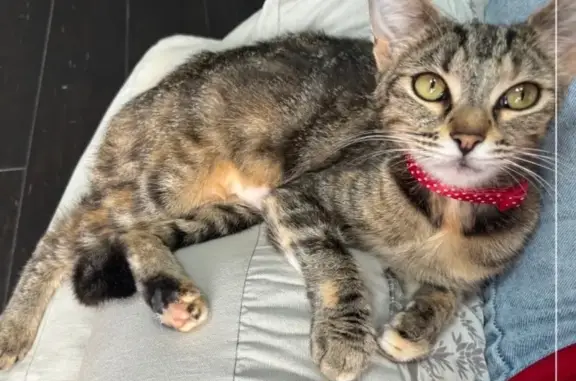 Animaux perdus Paray-Vieille-Poste, photo: Chatte perdue Zaya, tigrée, collier rouge
