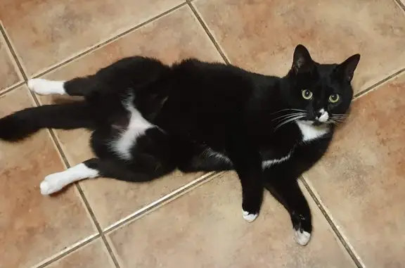 Gata perdida: negra y blanca, cojea un poco