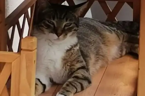 Perdu : chat tigré et blanc à Warcq - photo