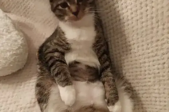 Animaux perdus Reims, photo: Chatte tigrée Zoé perdue à Reims