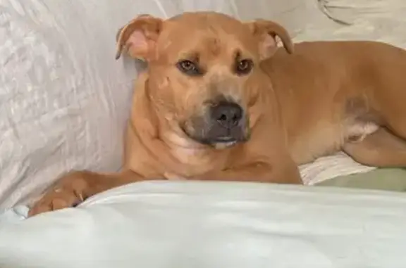 cachorro encontrada